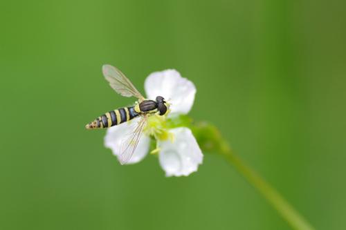 Sphaerophoria sp.